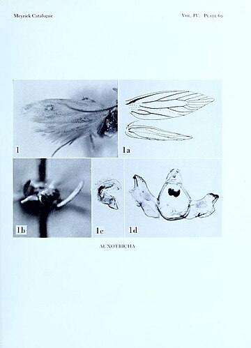 Auxotricha ochrogypsa