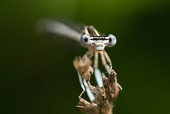 Platycnemis pennipes - Pióronóg zwykły 1 Pióronóg zwykły 1 Autor: Jarosław Bernacki