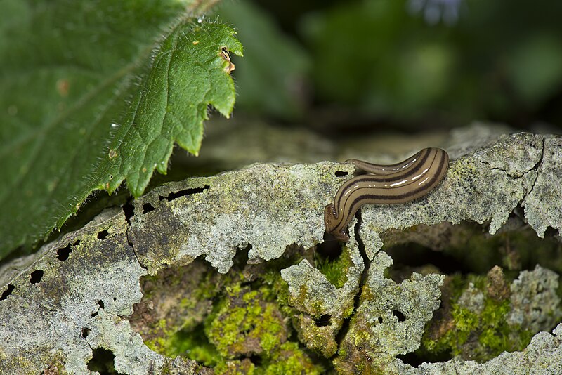 File:Platyhelminthes (25682131783).jpg