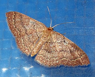 <i>Pleuroprucha</i> Genus of moths