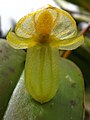 Pleurothallis octavioi