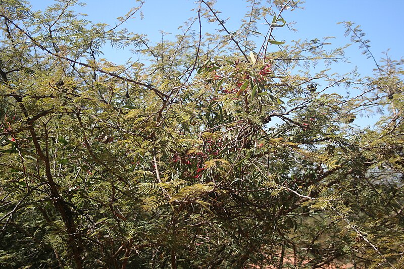 File:Plicosepalus kalachariensis op Sekelbos-gasheer, Strikfontein se Nek, a.jpg