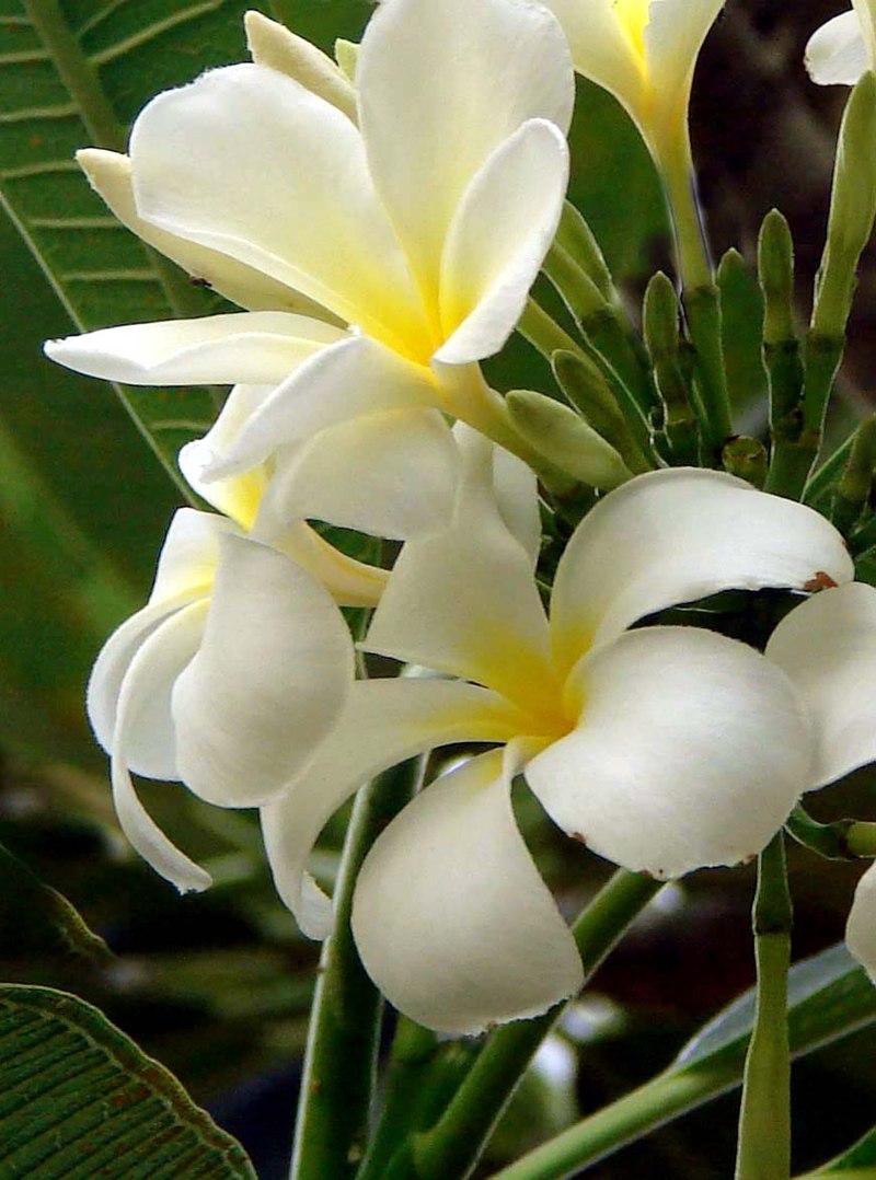 Plumeria Alba дерево