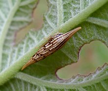 Polyglypta sp. - Flickr - gailhampshire.jpg