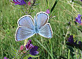 Polyommatus escheri Groot tragantblauwtje