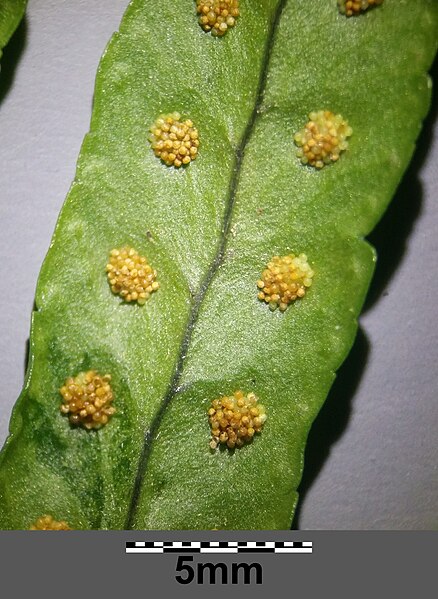 File:Polypodium vulgare s. str. sl36.jpg