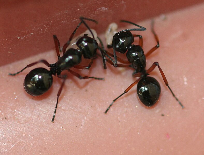 File:Polyrhachis rastelate Bangalore.jpg