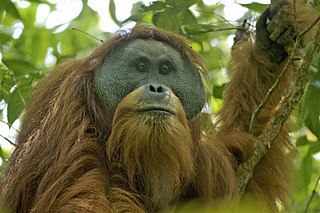 Tapanuli orangutan Species of ape