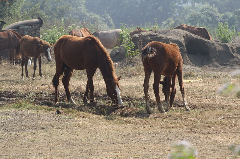 File:Ponies used by Dhangar tribe of Maharashtra IMG 1795 (3).JPG