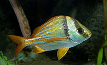 Porkfish Anisotremus virginicus.jpg