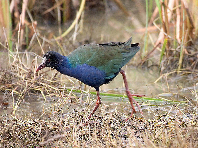 File:Porphyrio alleni Martien Brand.jpg