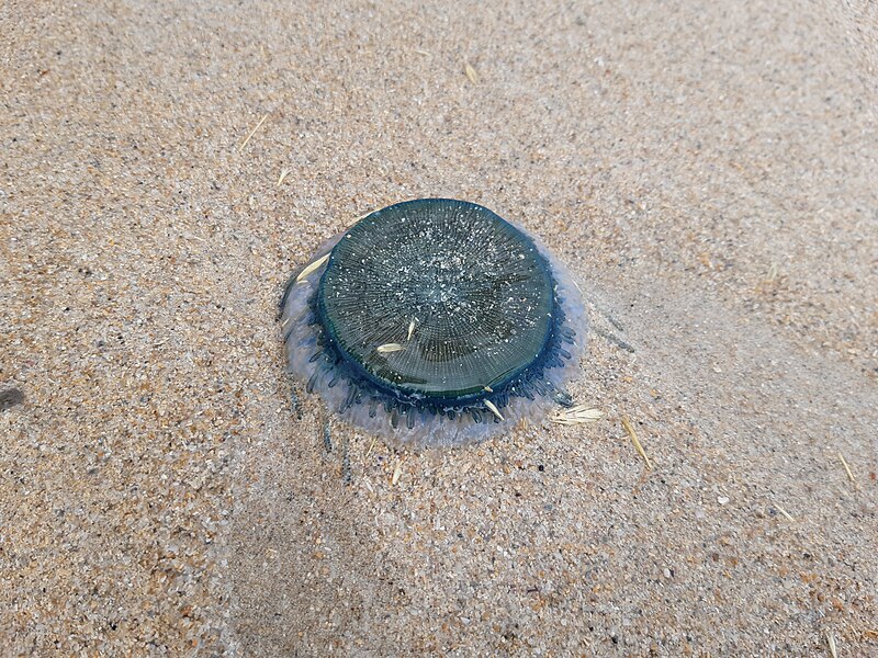 File:Porpita porpita (Blue Button) at a Perth beach, April 2020 01.jpg