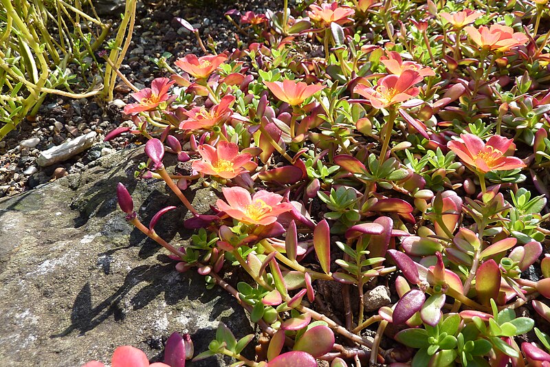 File:Portulaca umbraticola2.jpg