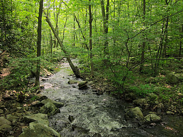 Posts Brook from Norvin Green State Forest Lower Trail.jpg