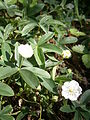 Potentilla alba