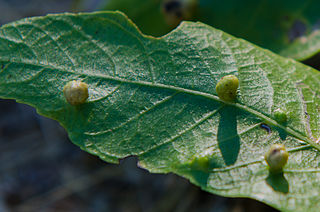 <i>Aceria brachytarsus</i> Gall-inducing mite