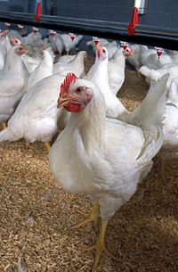 Poultry Classes Blog photo - Flickr - USDAgov.jpg