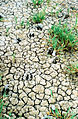 Pronghorn Tracks.jpg