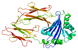 <span class="mw-page-title-main">HLA-DMB</span> Protein-coding gene in the species Homo sapiens