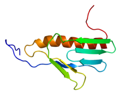 Protein RPL9 PDB 2cql.png