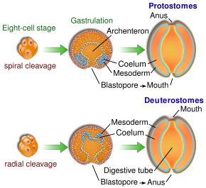 The bilaterian gut develops in two ways. In many protostomes, the blastopore develops into the mouth, while in deuterostomes it becomes the anus. Protovsdeuterostomes.svg