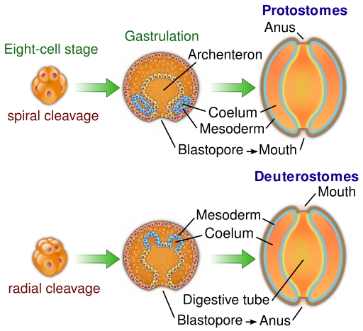 Protovsdeuterostomes