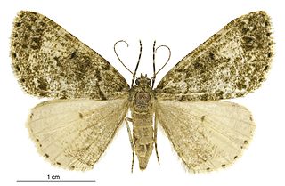 <i>Pseudocoremia indistincta</i> Species of moth endemic to New Zealand