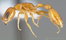 Pseudomyrmex pallidus casent0005441 profile 1.jpg