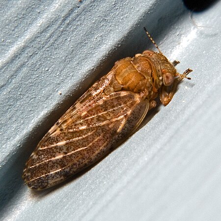 Psyllidae pachysylla species.jpg