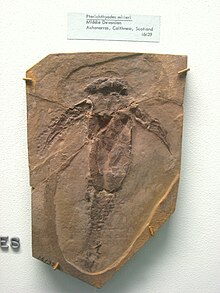 Pterichthyodes milleri Табиғат тарихы мұражайы.JPG