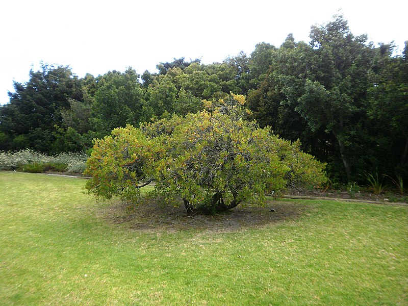 File:Pterocelastrus tricuspidatus small Candlewood tree South Africa 9.JPG