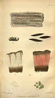 <span class="mw-page-title-main">James Mascall Morrison Crombie</span> Scottish lichenologist (1831–1906)