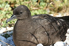 Christmas shearwater Puffinus nat.JPG