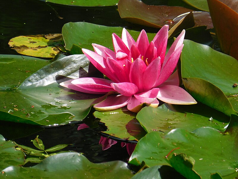 File:Purple Water Lily at Menacuddle Well.jpg