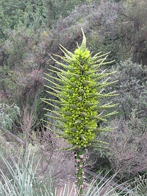 Jardín botánico Chagual