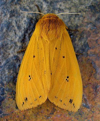 <i>Pyrrharctia</i> Genus of moths