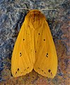 Adult, the Isabella Tiger Moth