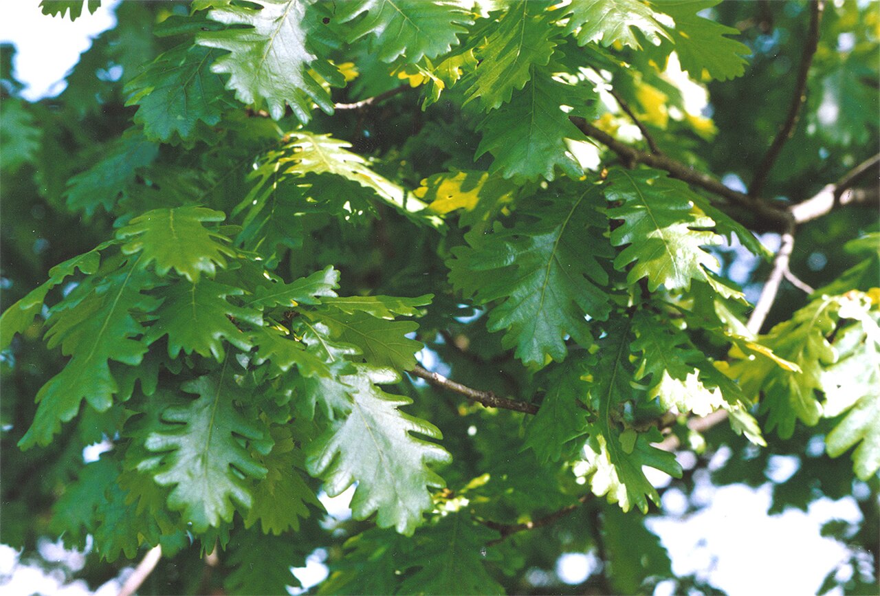 Quercus frainetto