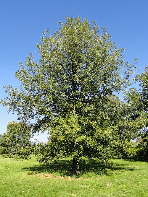 Красно черешчатый дуб. Дуб крупноплодный. Дуб крупноплодный Сладкоплодный. Дуб черешчатый крона. Quercus macrocarpa.