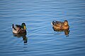 * Nomination: Male and female wild duck in Titan park, Bucharest, Romania. Andrei Stroe 21:25, 13 March 2011 (UTC) * * Review needed