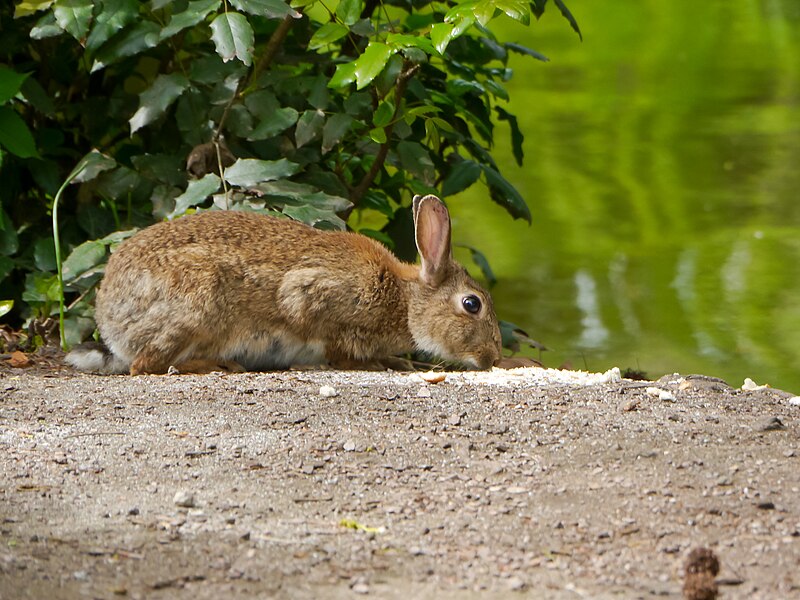 File:Rabbit, Frankfurt am Main (P1090352).jpg