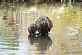 * Nomination Nutria and juvenile (Myocastor coypus) in Colmar (Haut-Rhin, France). --Gzen92 15:41, 2 November 2021 (UTC) * Promotion  Support Good quality. --Rjcastillo 17:21, 2 November 2021 (UTC)