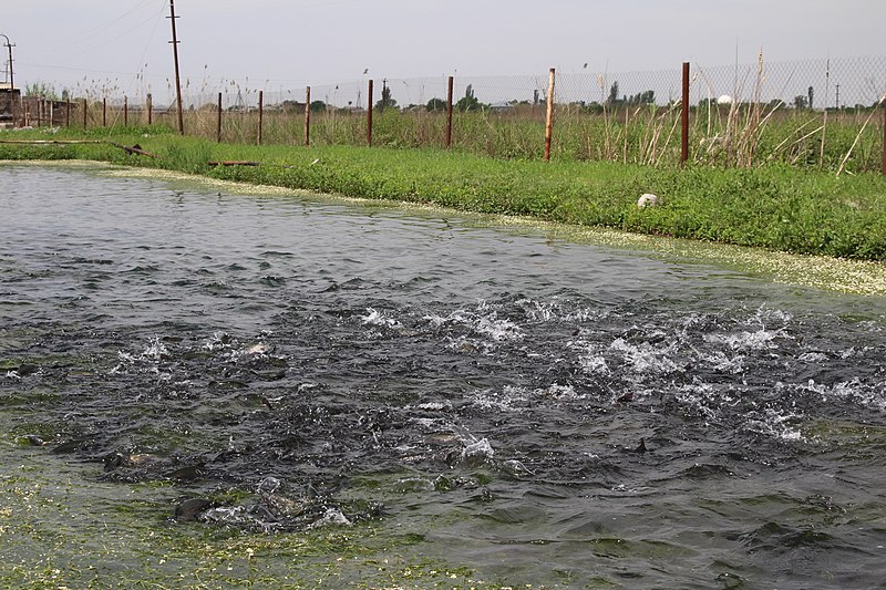 File:Rainbow Trout Ponds in Armenia 6504.jpg