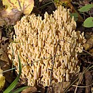 Ramaria pallida