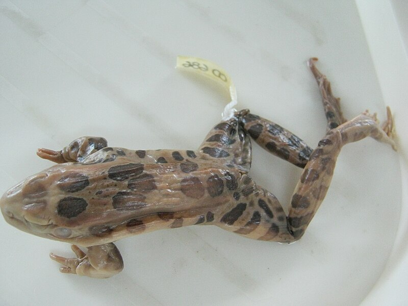 File:Rana leopardo.jpg