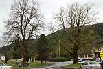 Summer linden (Tilia platyphyllos)