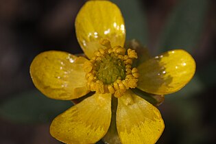 Umtanum Creek Recreation Area