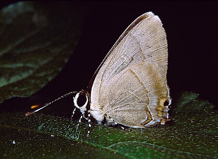 Rapala (chi bướm)