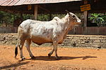 Thumbnail for Rathi cattle