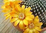 Thumbnail for Rebutia arenacea